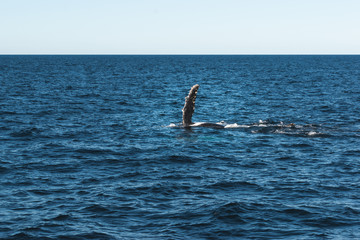 Obraz premium seagull flying over the sea