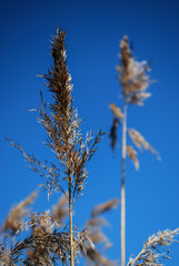 Suche trawy łąka niebo