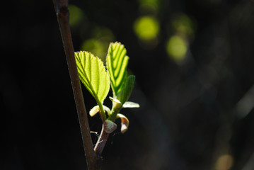 Listki jabłoni wiosna młode liście zielone © Wiktor