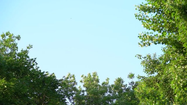 Beautiful natural sunny video background. Fresh green foliage of spring or summer trees isolated on blue sky background and flying poplar pollen and insects in air. Slow motion full hd video footage. 