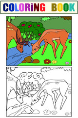 Fototapeta premium Couple, deer family at a watering hole, in a forest. Set coloring book and color picture. Vector