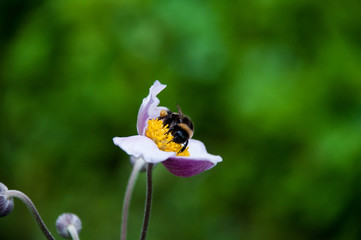 Kwiat Zawilec ogrodowy © Wiktor