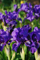 irysy kwiaty fioletowe kwiaty ogród garden flowers