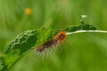 Raupe vom Braunen Bär in Bayern	