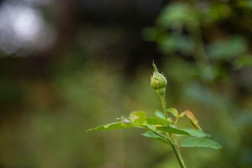 Coral rose flower in roses garden. Top view. Soft focus.