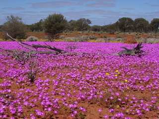 spring in the outback