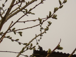 Yellow-green fluffy palm buds against a gray sky