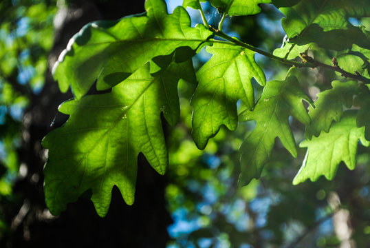 liście klon rośliny drzewo