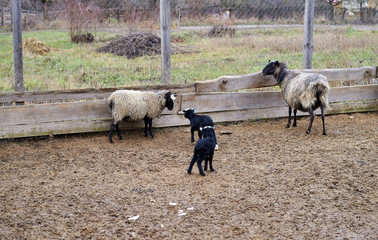sheep with a kid in the paddock in winter