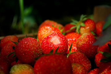ogród owoce truskawki strawberry fruits