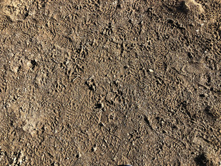texture of sand. Sand surface with human footprints and animals footprints. Natural background. copy space