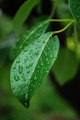 liście zielone krople roślina wiśnia