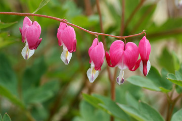 Dicentra spectabilis pink bleeding hearts in bloom on the branches, flowering plant in springtime...