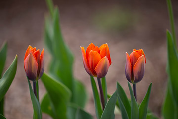 Zdjęcia kwiatów ogrodowych z małą głębią ostrości, macro