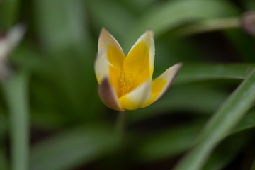 Zdjęcia kwiatów ogrodowych z małą głębią ostrości, macro