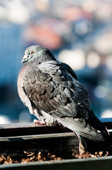 gołąb siedzący ptak miasto bird © Wiktor