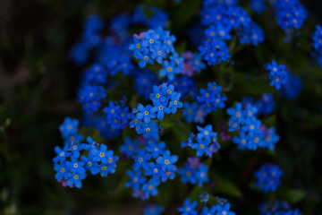 Zdjęcia kwiatów ogrodowych z małą głębią ostrości, macro © Robert Wróblewski