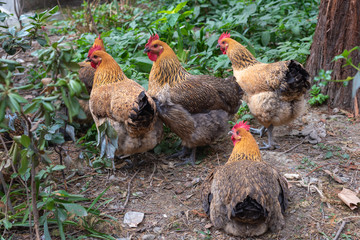 Fototapeta premium Four chickens by a tree in China