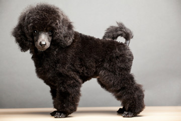 black dog portrait table background 