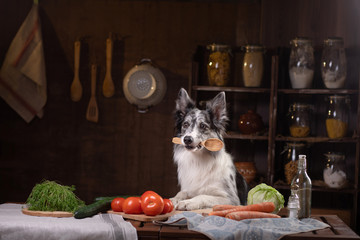 Plakat dog in the kitchen. Healthy, natural food for pets. Border Collie holds a spoon.