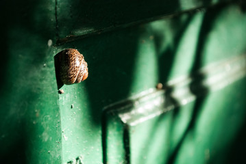 Ślimak ogród © Wiktor