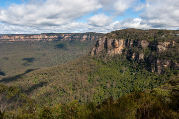 Fototapeta premium Eucalyptus forests in the Blue mountains, Katomba, Leura, Sydney 