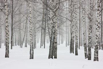 landscape background with a view of birch trees in winter forest