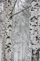 Fototapeta premium landscape background with a view of birch trees in winter forest