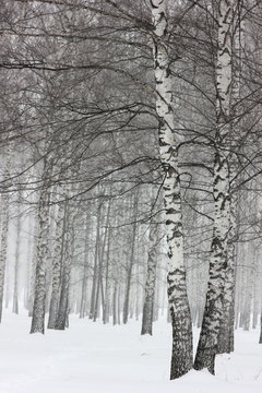 landscape background with a view of birch trees in winter forest © albert