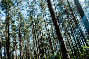 Las lato drzewa trees