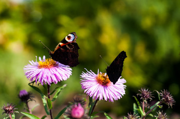 Motyle rusałka pawik  © Wiktor