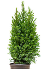 Little green cypress tree. Isolated on white.