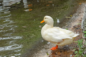 white duck stands on one paw in front of the pond and looks at the water