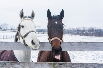 A white horse and brown horse, one with a cribbing strap, look over a fence.
