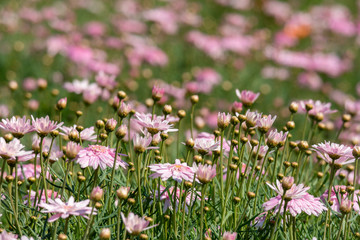Beautiful Small soft pink flowers in a garden, beautiful nature outdoor park background.
