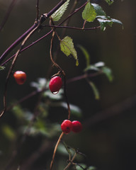 Rosehip berries on the tree