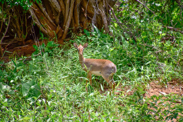 Antilopen im Nationalpark Tsavo Ost, Tsavo West und Amboseli in Kenia