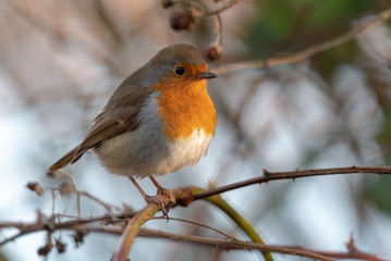 Robin on a branch in winter