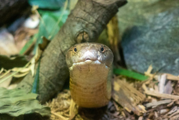 big snake stares right into the camera lens/your eyes