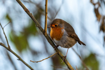 robin on a branch