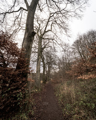 trees in the forest in autumn