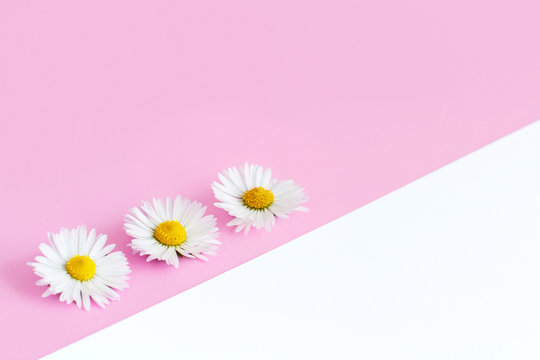 White daisies on a light pink and white background