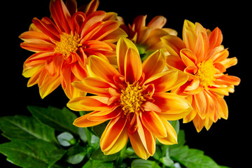 Dahlia Orange Flowers Open Blossoms on a Black Background