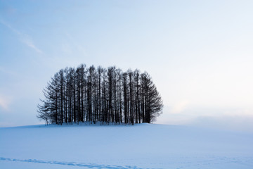 雪の丘とカラマツ林　美瑛町