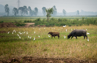 Water Buffalo and calf grazing in field with white heron.