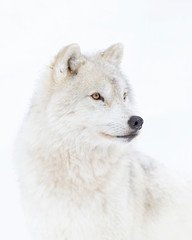 Arctic wolf headshot isolated on white background closeup in the winter snow in Canada