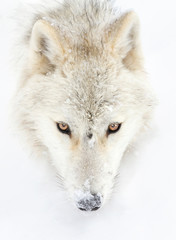Arctic wolf portrait isolated on white background with direct eye contact in the winter snow in Canada © Jim Cumming