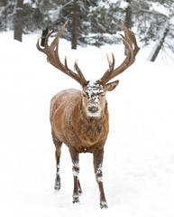 Red deer stag with large antlers isolated on white background walking through the winter snow in...