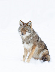 A lone coyote Canis latrans isolated on white background sitting in the winter snow in Canada