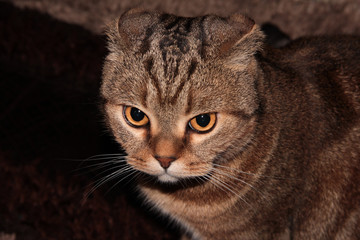 Portrait of a lop-eared striped red cat